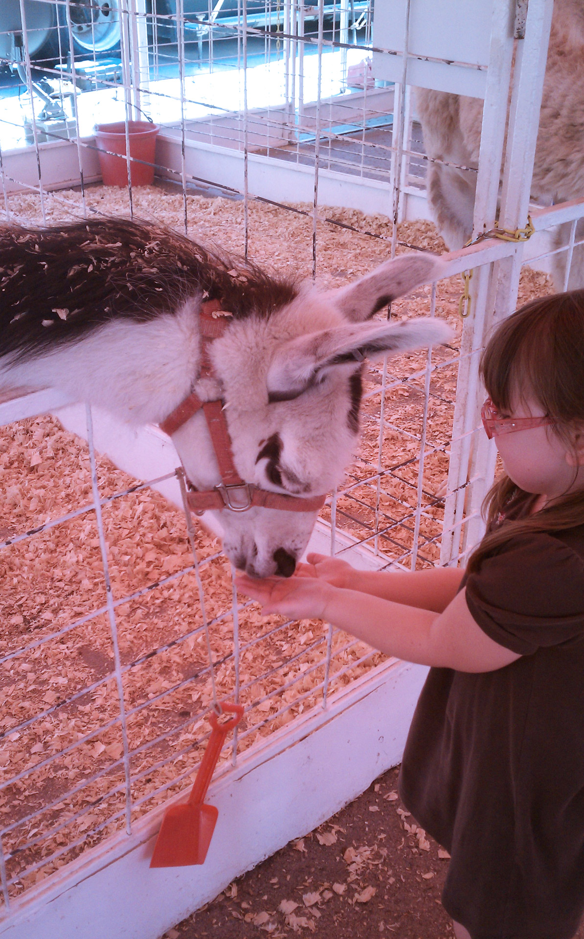 child-feeding-llama-free-stock-photo-public-domain-pictures