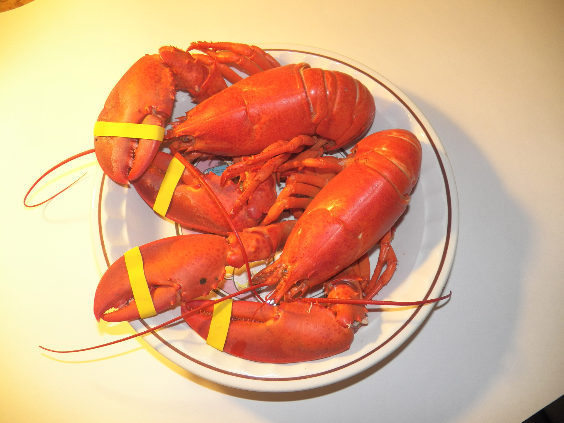 Cooked Maine Lobster Free Stock Photo - Public Domain Pictures