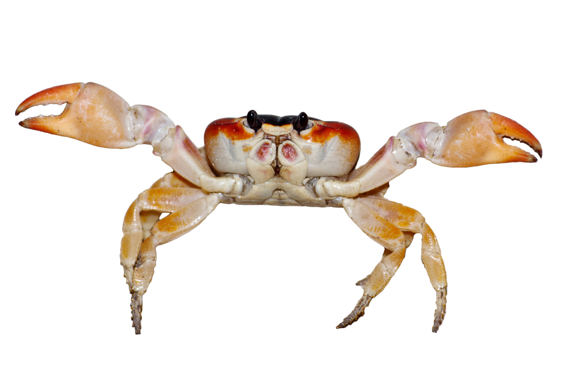 Crab Isolated