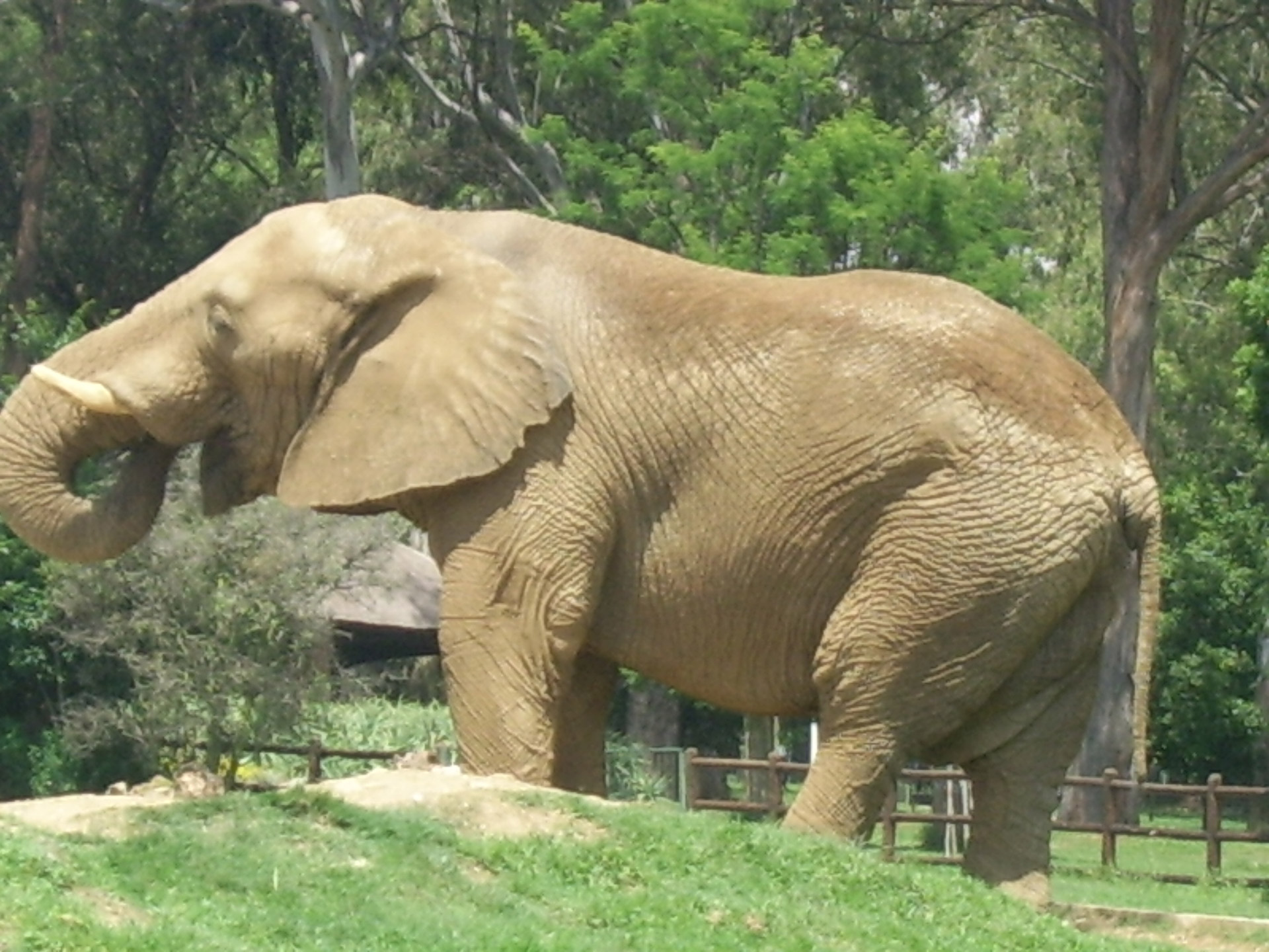 elephant-free-stock-photo-public-domain-pictures