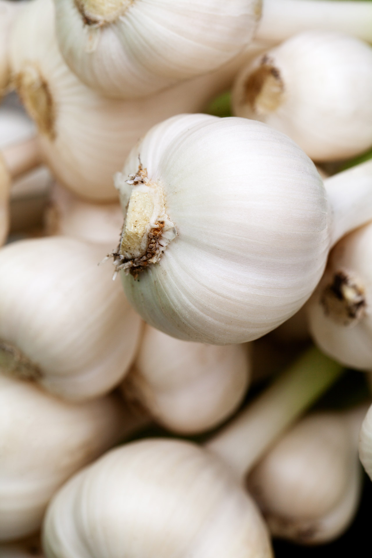 garlic-heads-free-stock-photo-public-domain-pictures