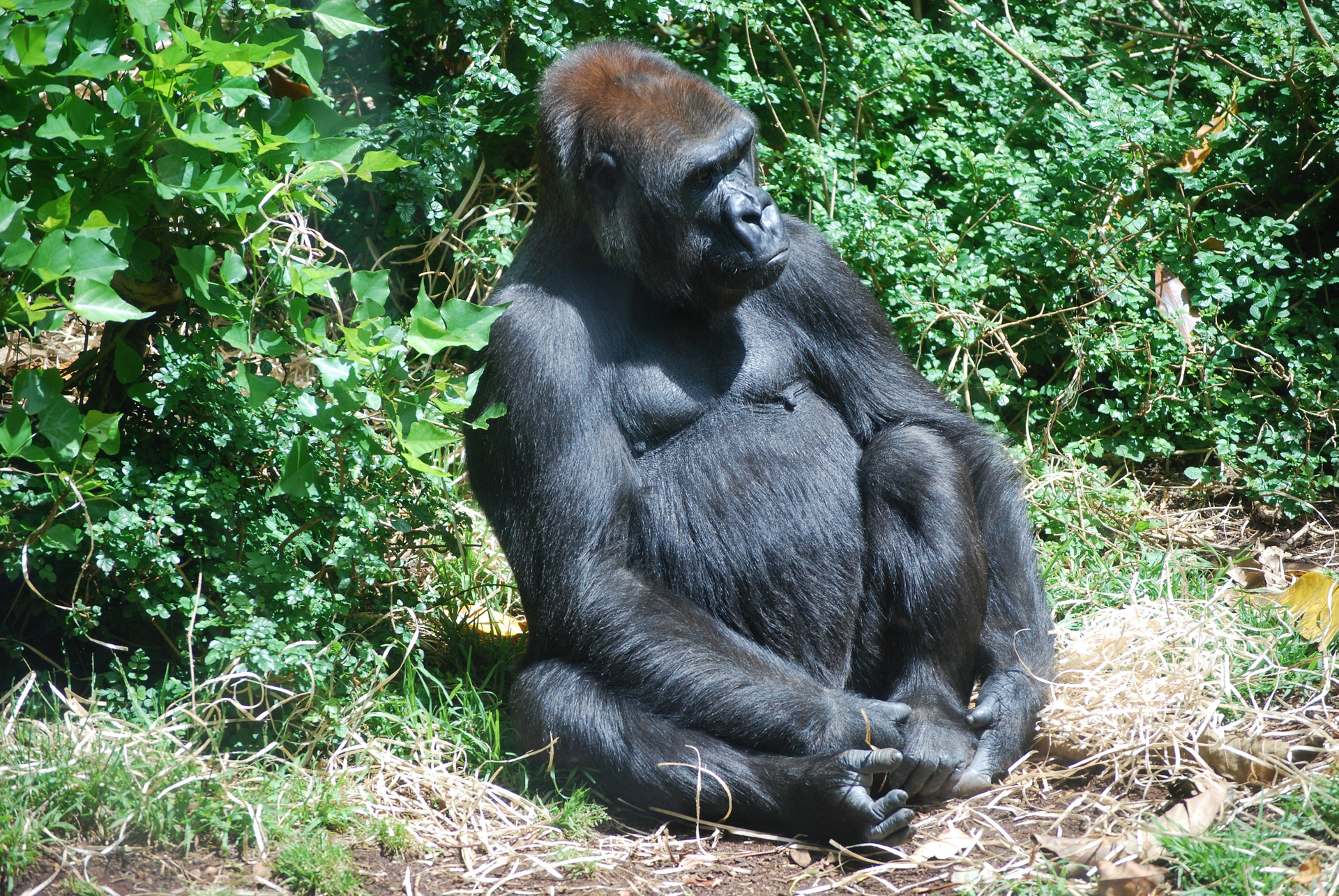 gorilla-free-stock-photo-public-domain-pictures