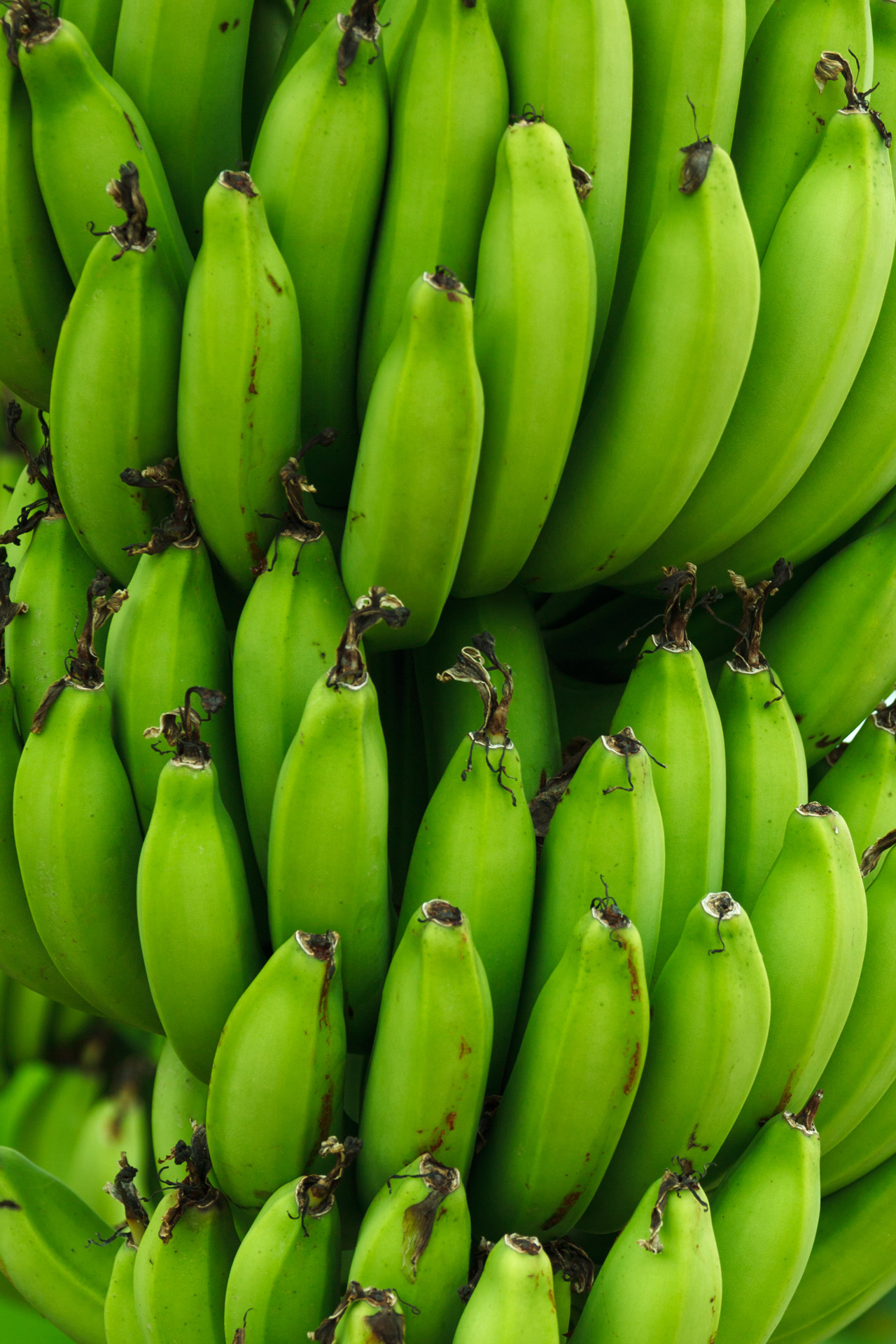 green-bananas-background-free-stock-photo-public-domain-pictures