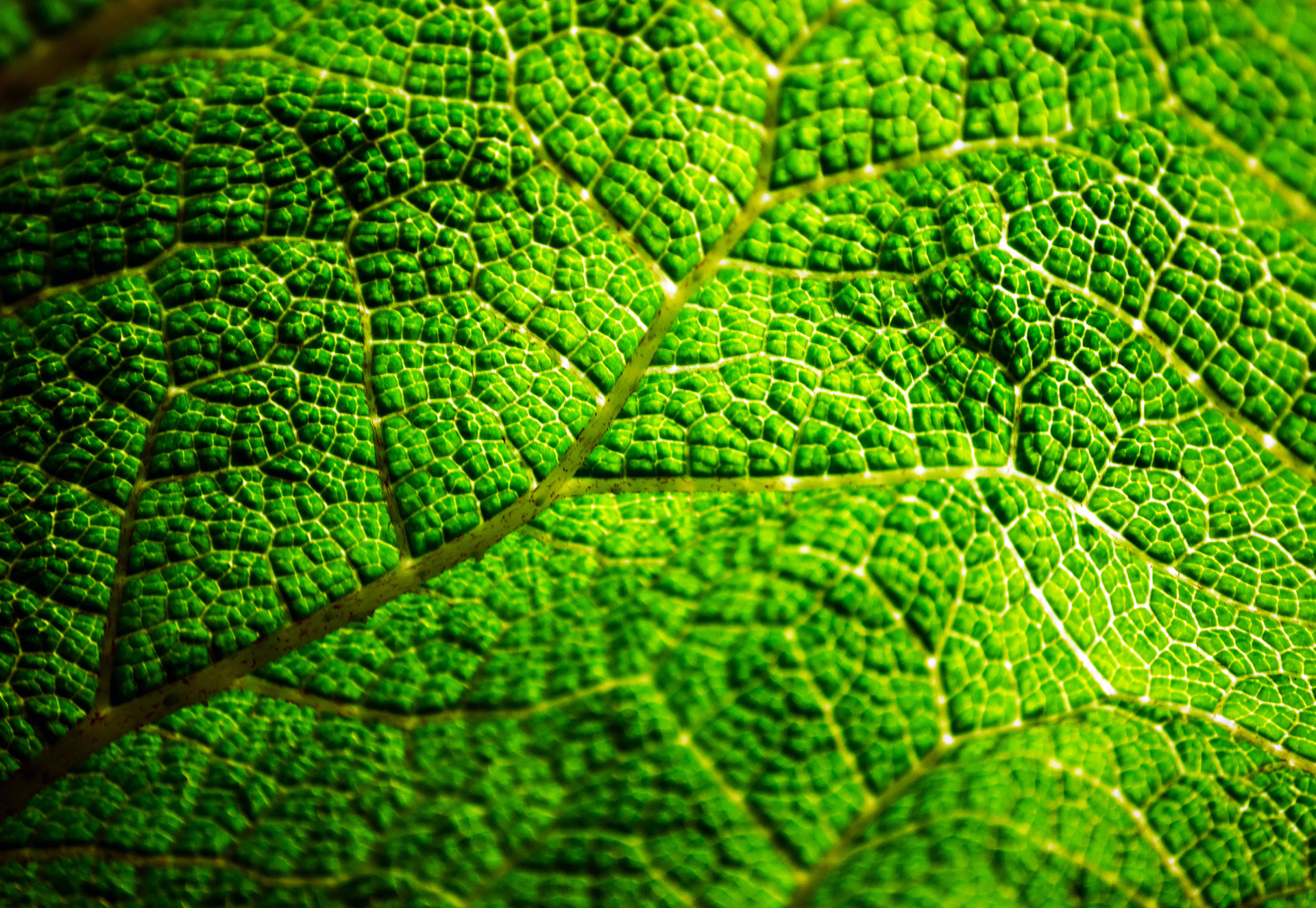 green-leaf-free-stock-photo-public-domain-pictures