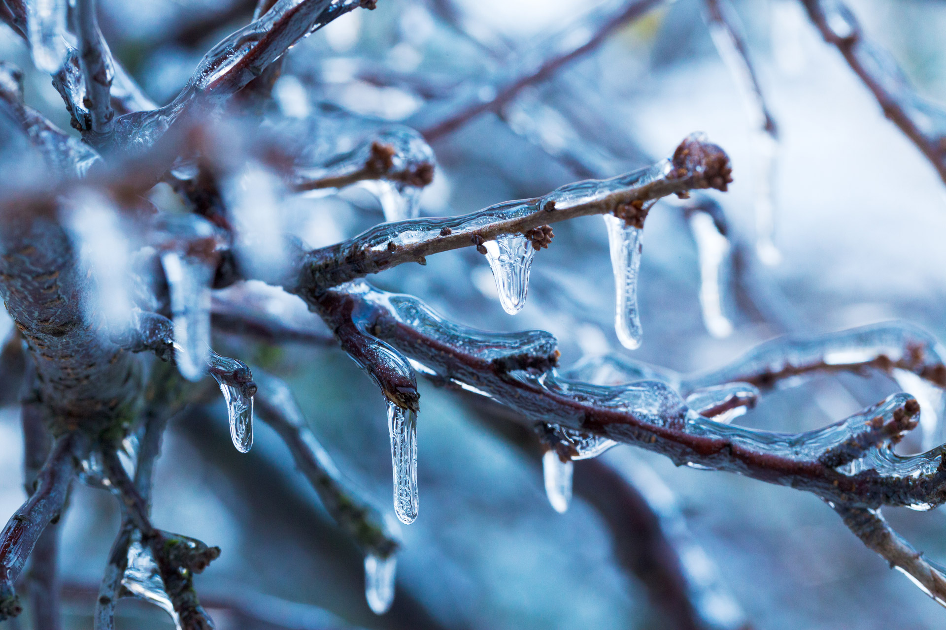 Ice On Branches Free Stock Photo - Public Domain Pictures