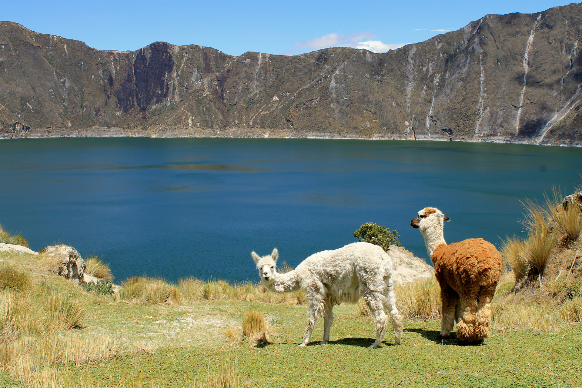 llama-watch-free-stock-photo-public-domain-pictures