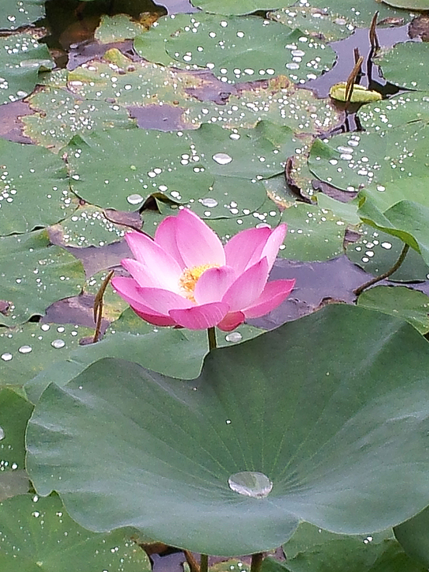 Lotus Flower Free Stock Photo - Public Domain Pictures