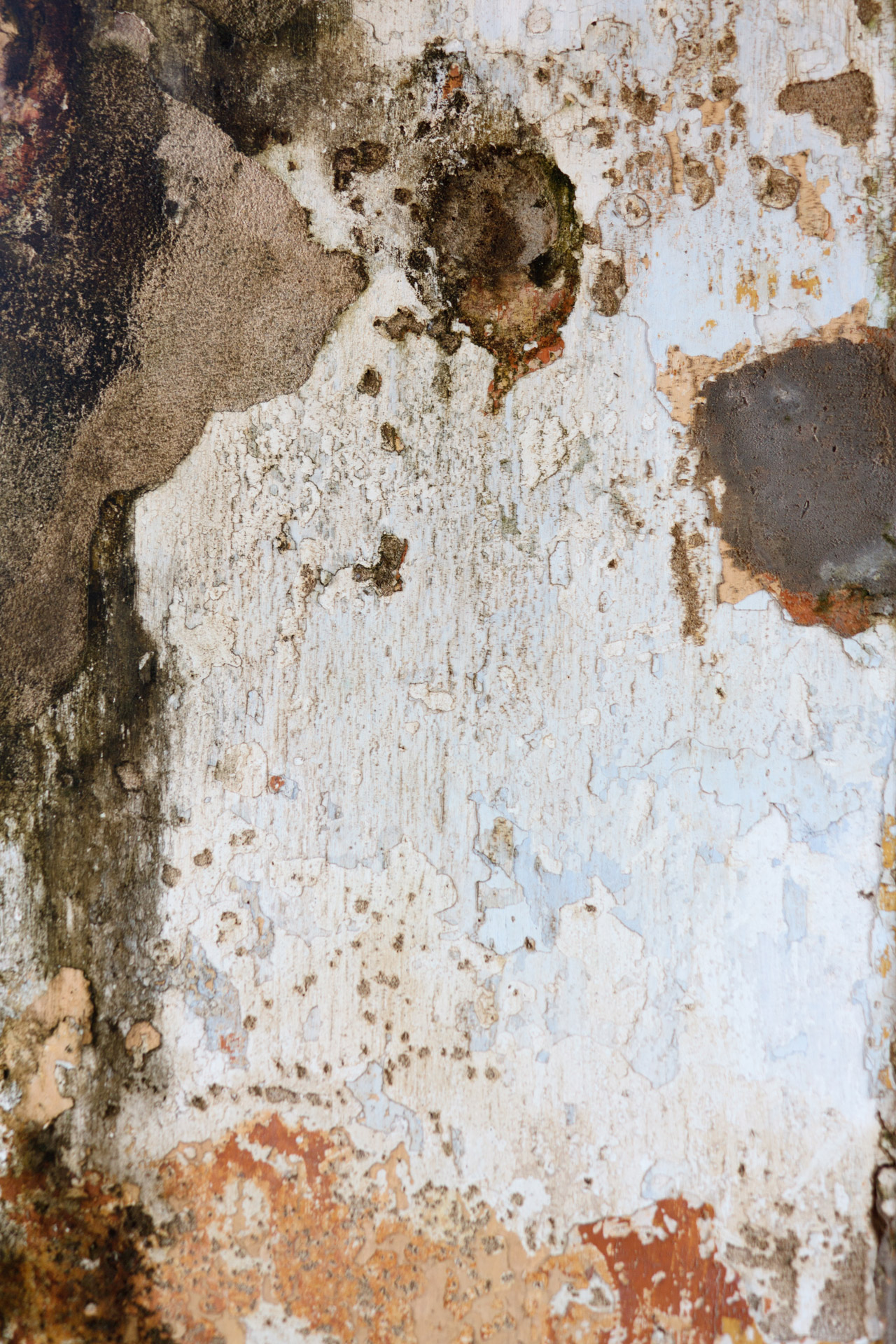 mold-wall-free-stock-photo-public-domain-pictures