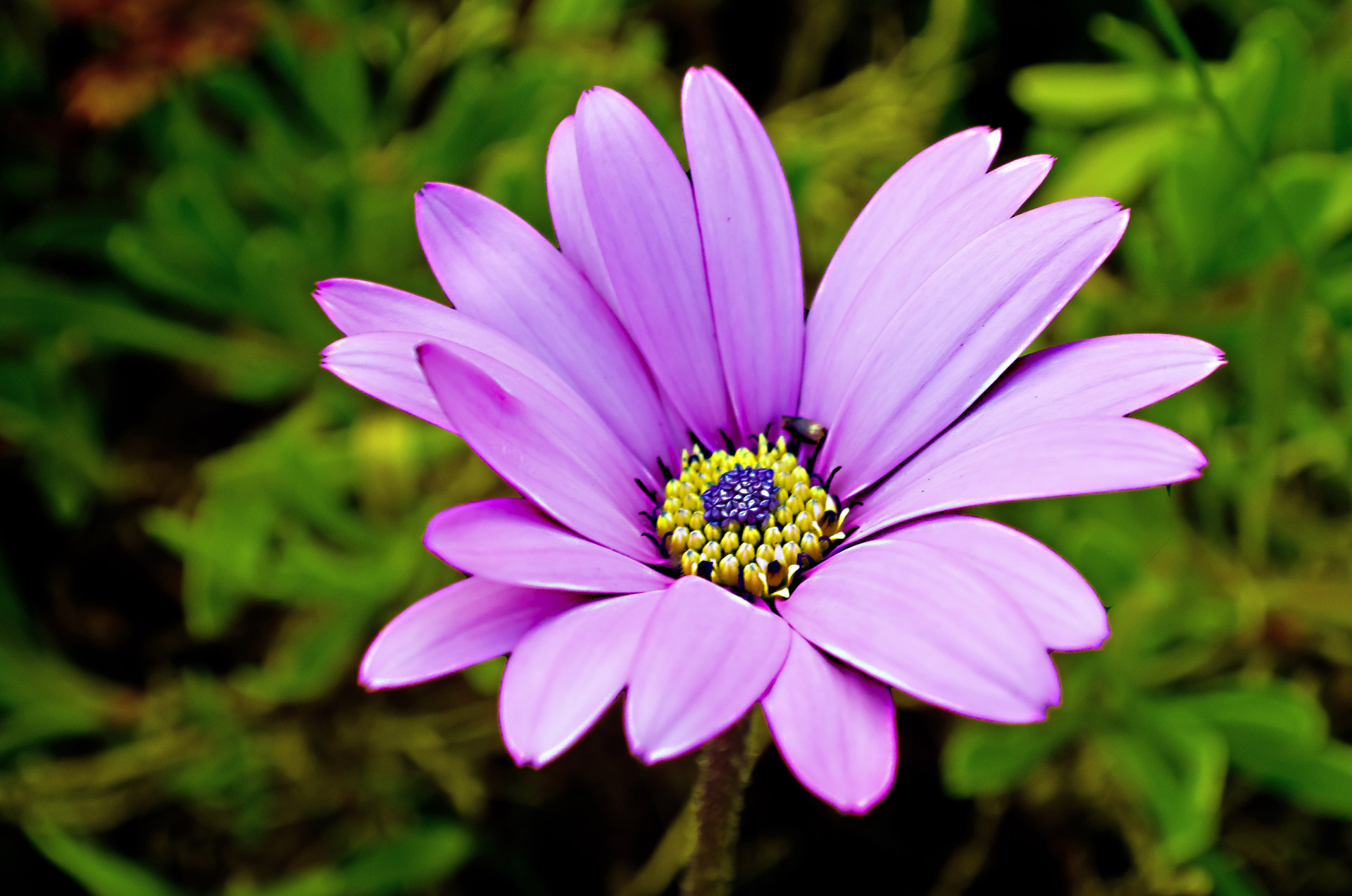 World of Flowers and HD Wallpapers: HD Superb Desktop ...