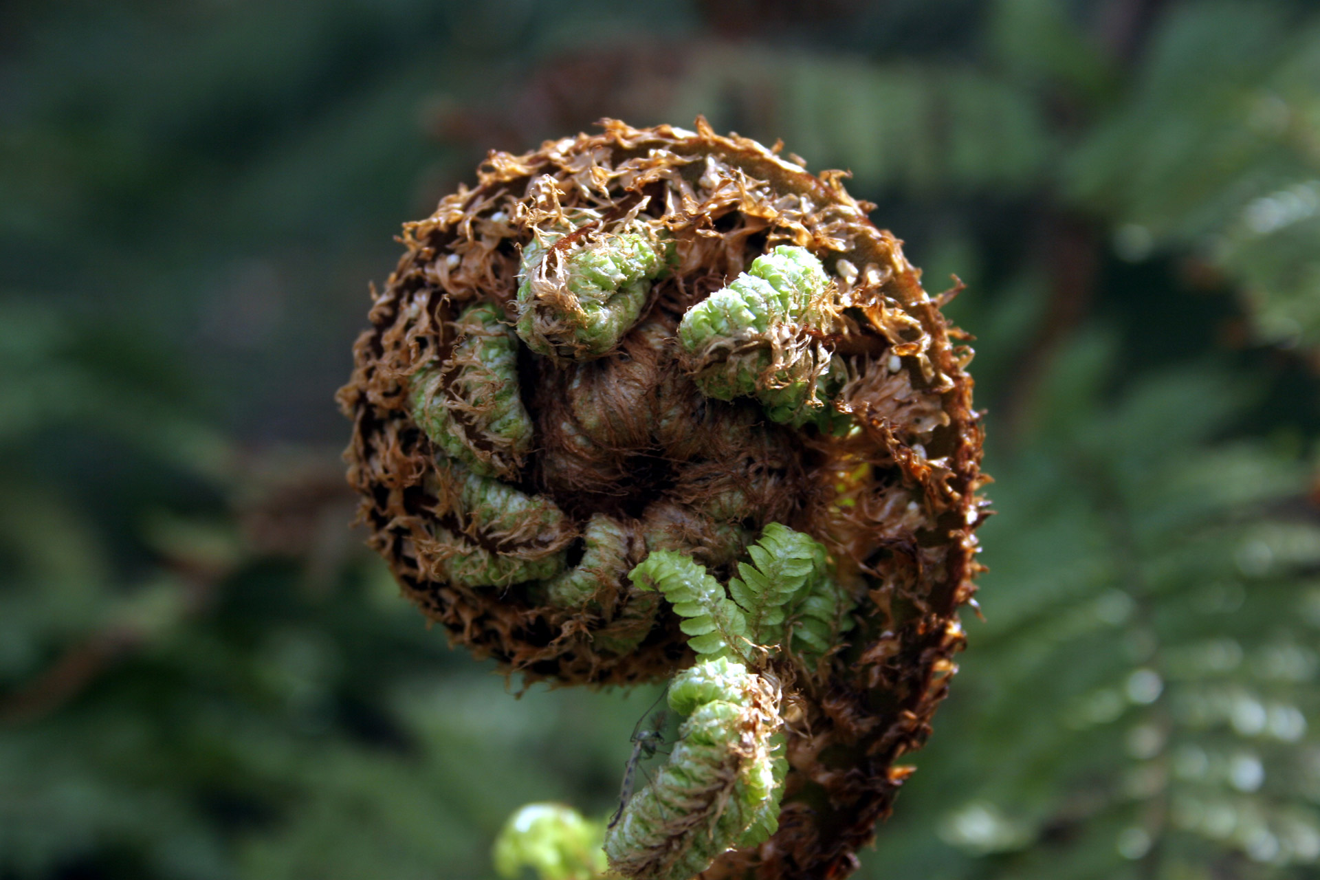NZ Fern Free Stock Photo - Public Domain Pictures
