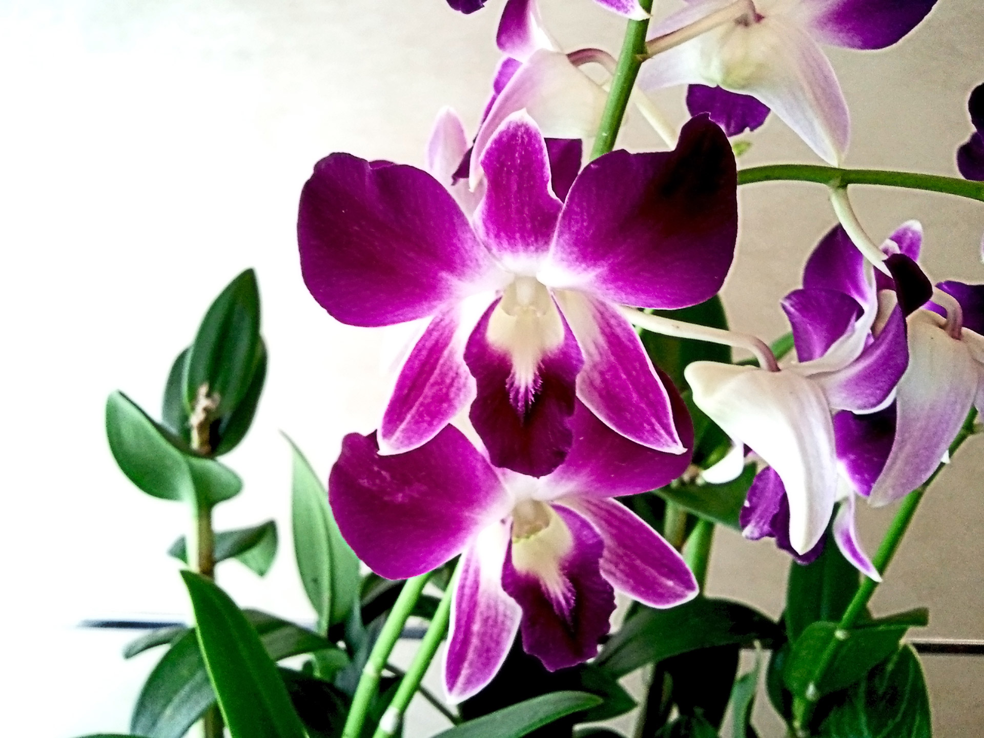 Summer Flower: Orchids