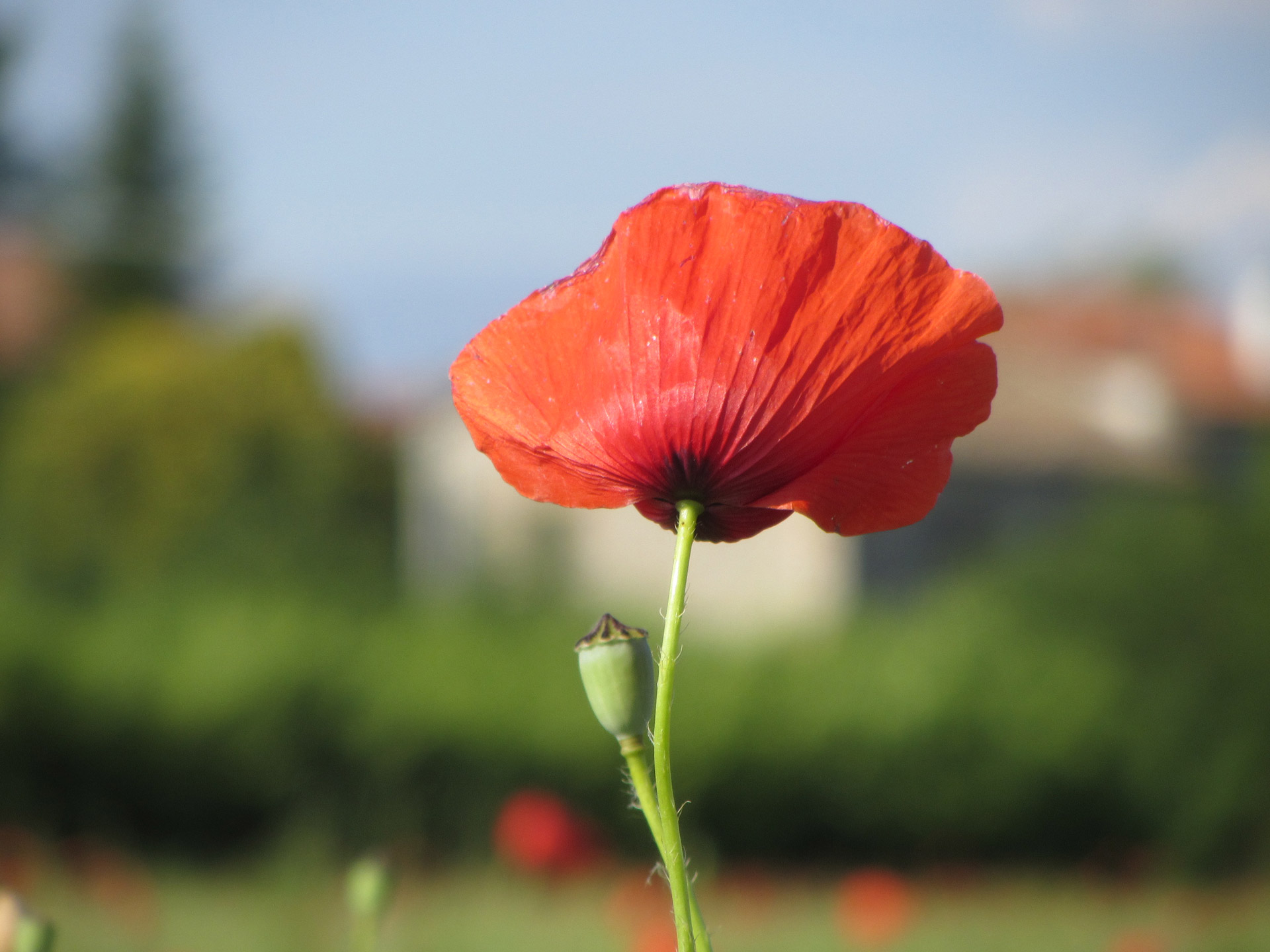 poppy-looking-away-free-stock-photo-public-domain-pictures