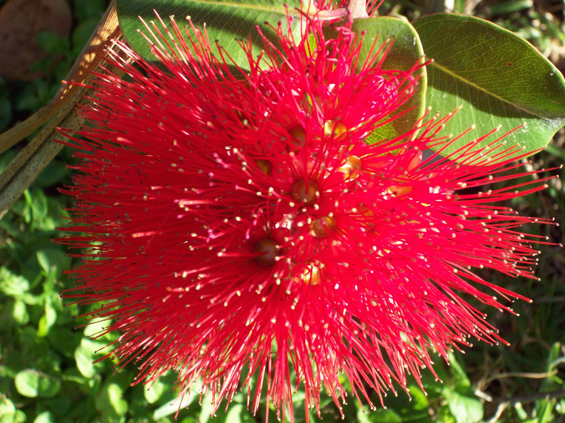 red-pohutukawa-flower-nz-free-stock-photo-public-domain-pictures