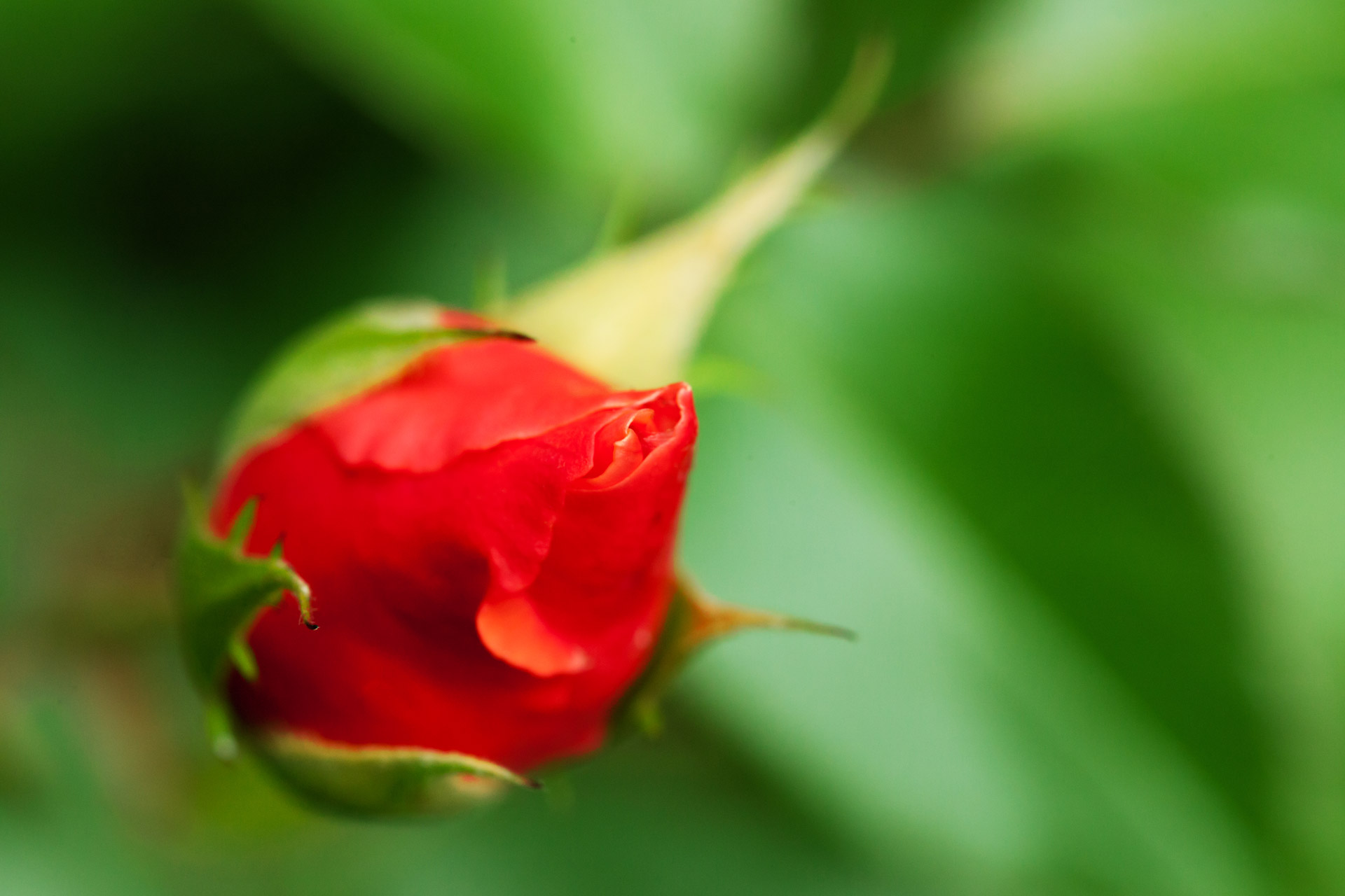 Red Rosebud On Green Free Stock Photo Public Domain Pictures