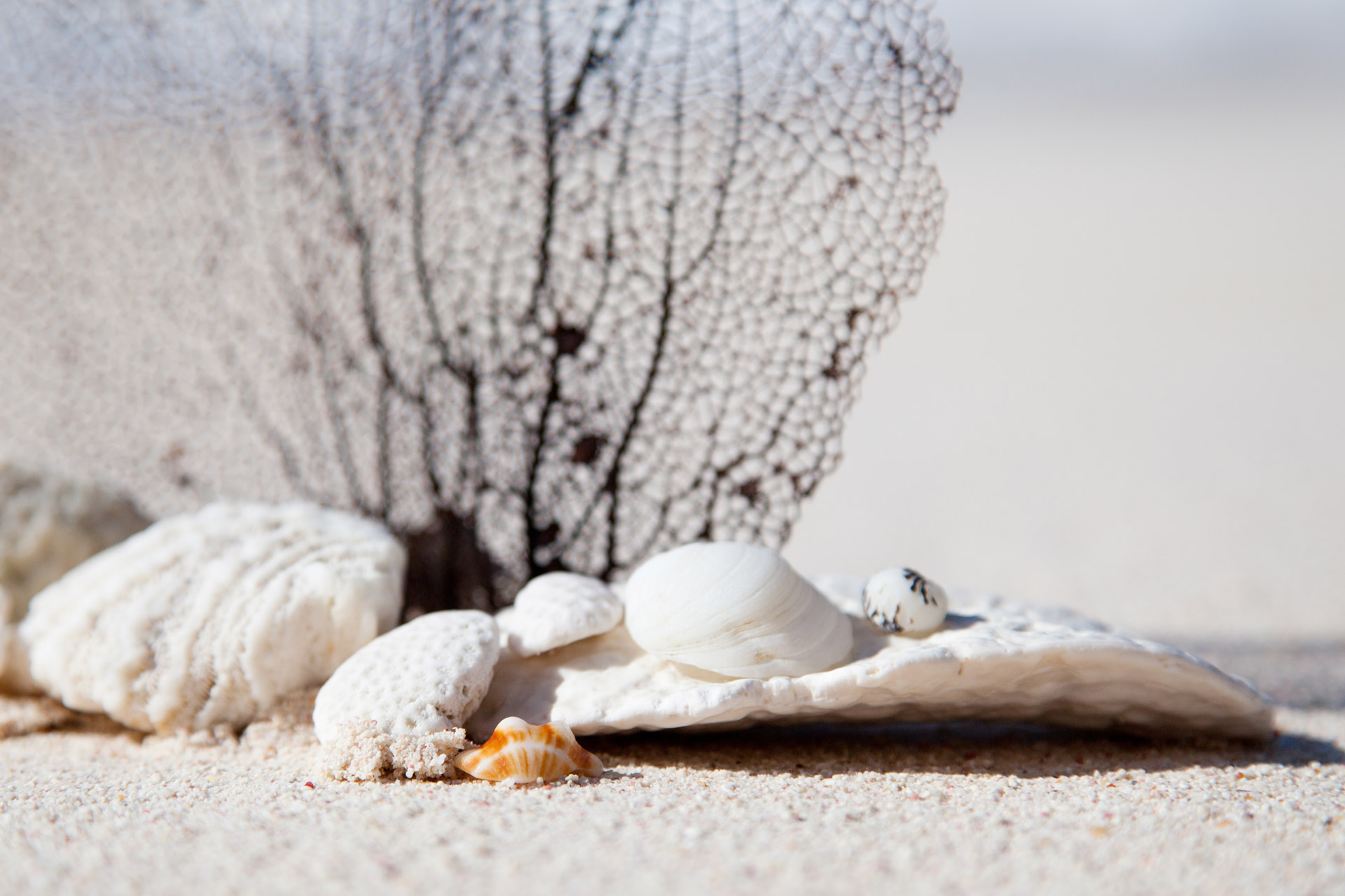 shells-and-corals-on-beach-free-stock-photo-public-domain-pictures