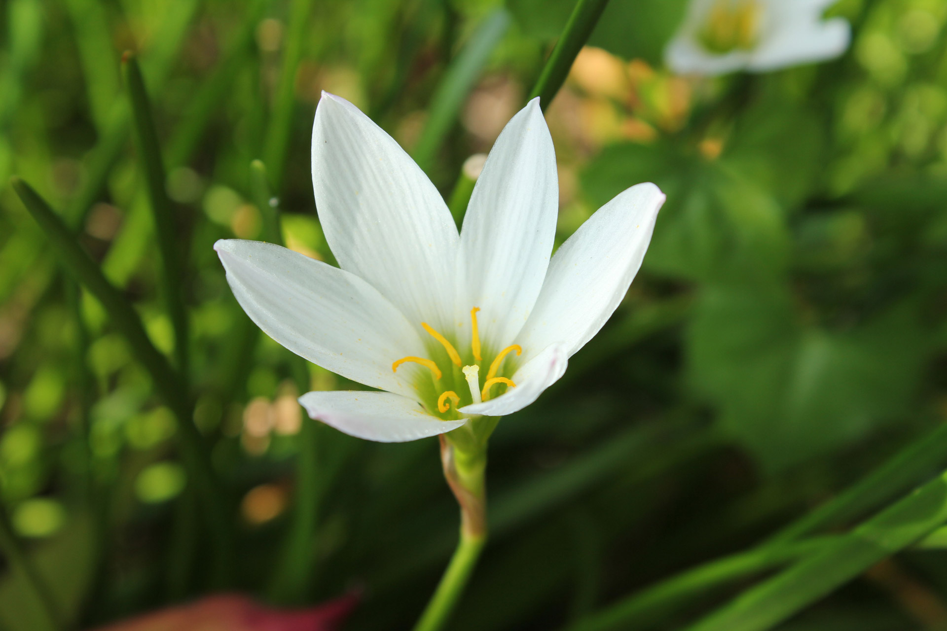 Sola flor blanca