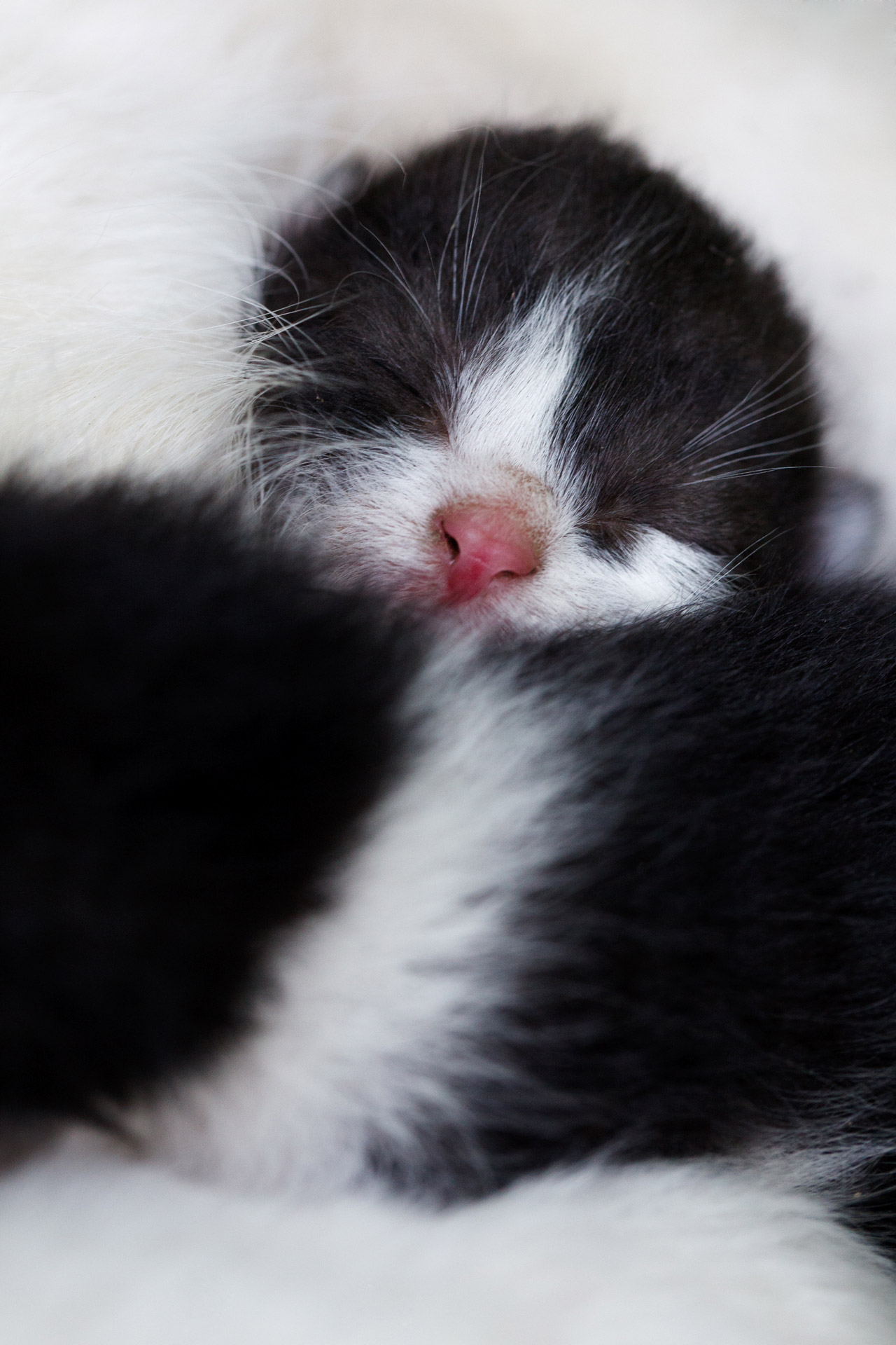 睡觉 放松 猫 - Pixabay上的免费照片 - Pixabay
