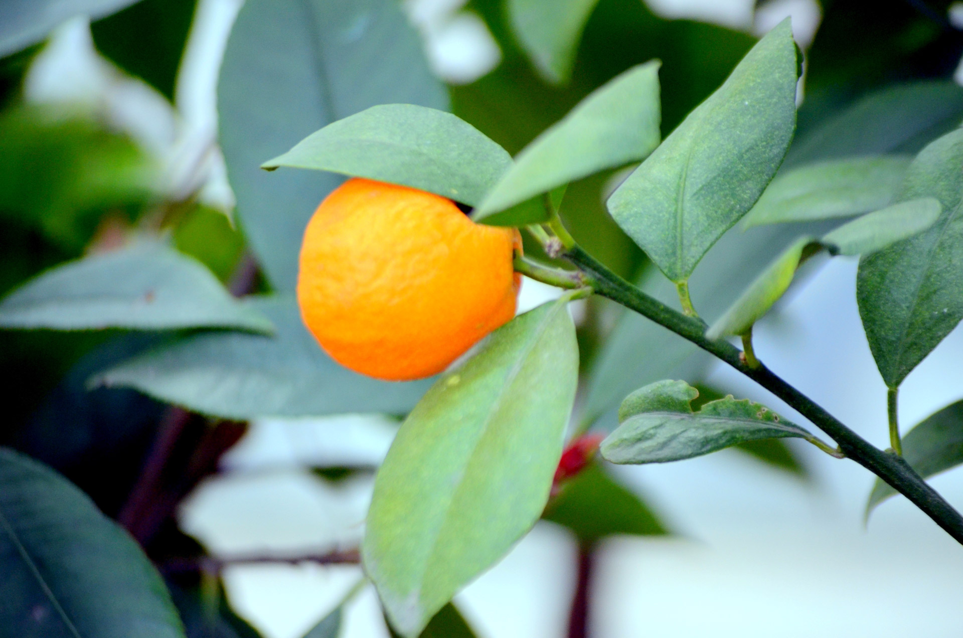 Tangerine Tree Free Stock Photo - Public Domain Pictures
