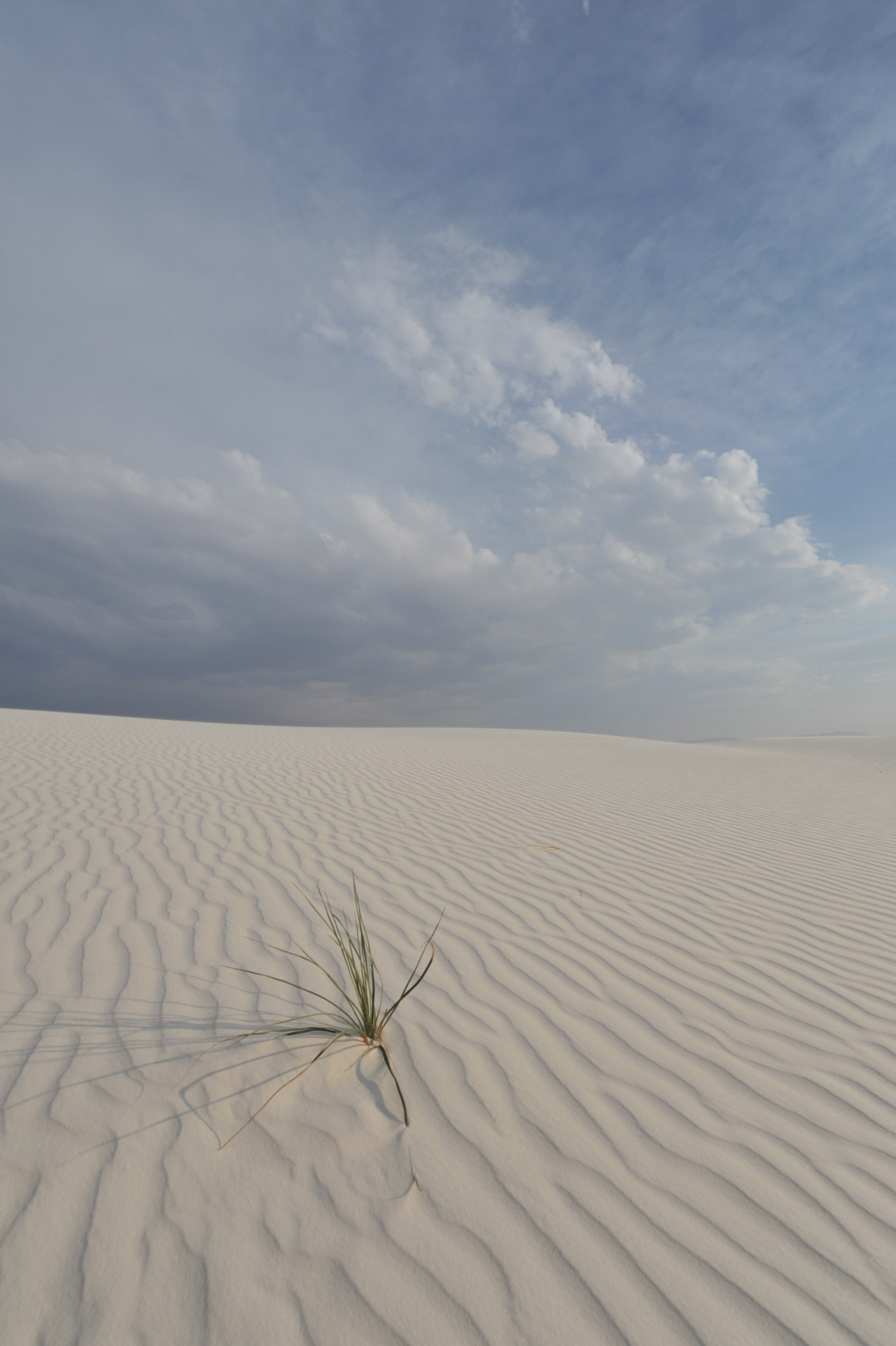 Das Gras der White Sands 4