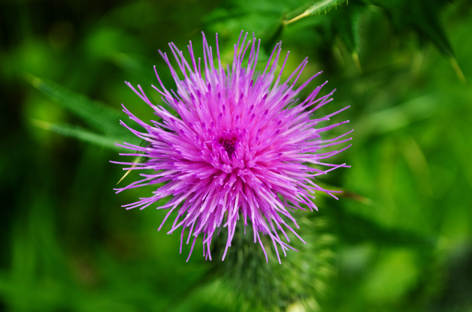 Thistle Free Stock Photo - Public Domain Pictures