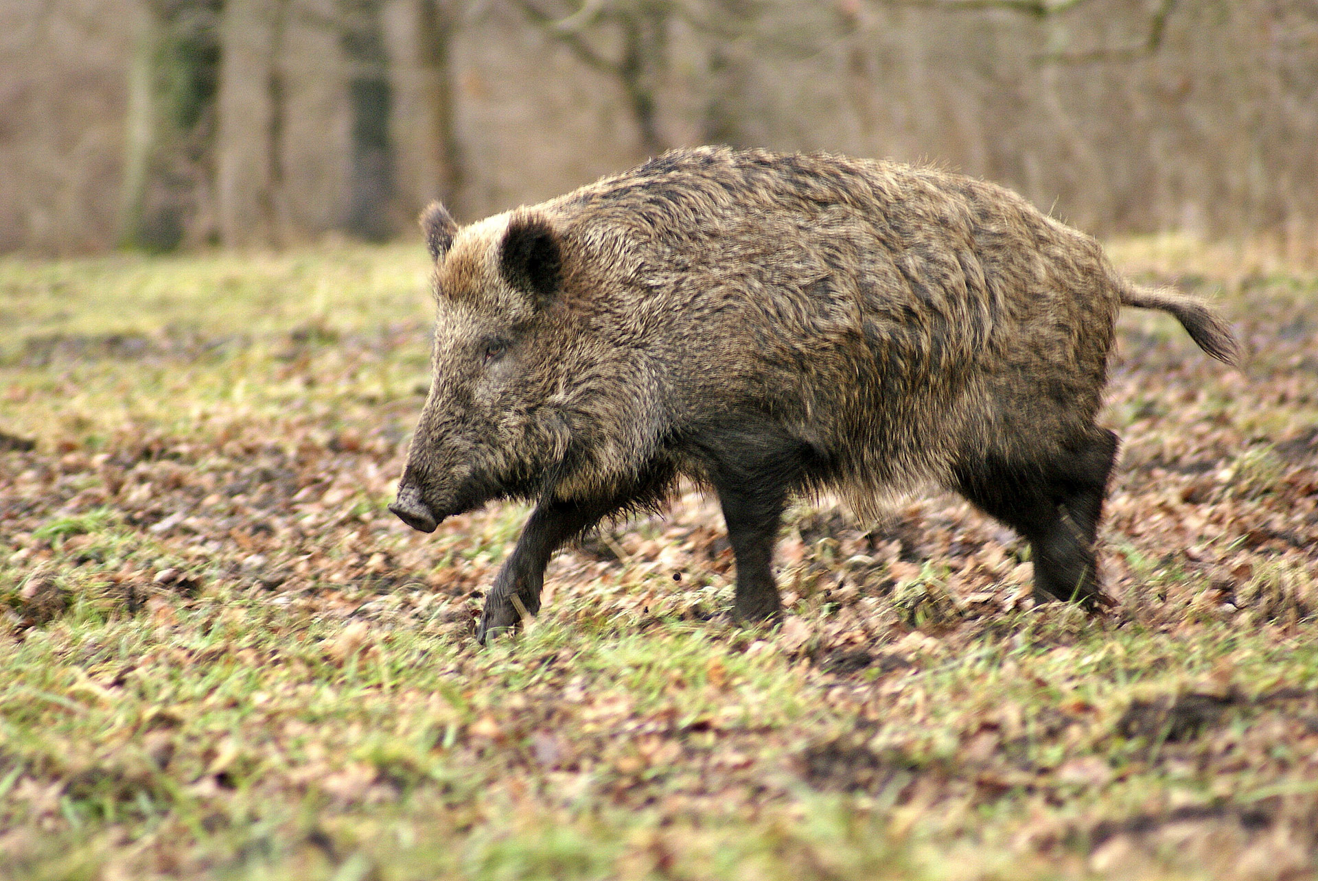 Wild Boar Forest Free Stock Photo - Public Domain Pictures