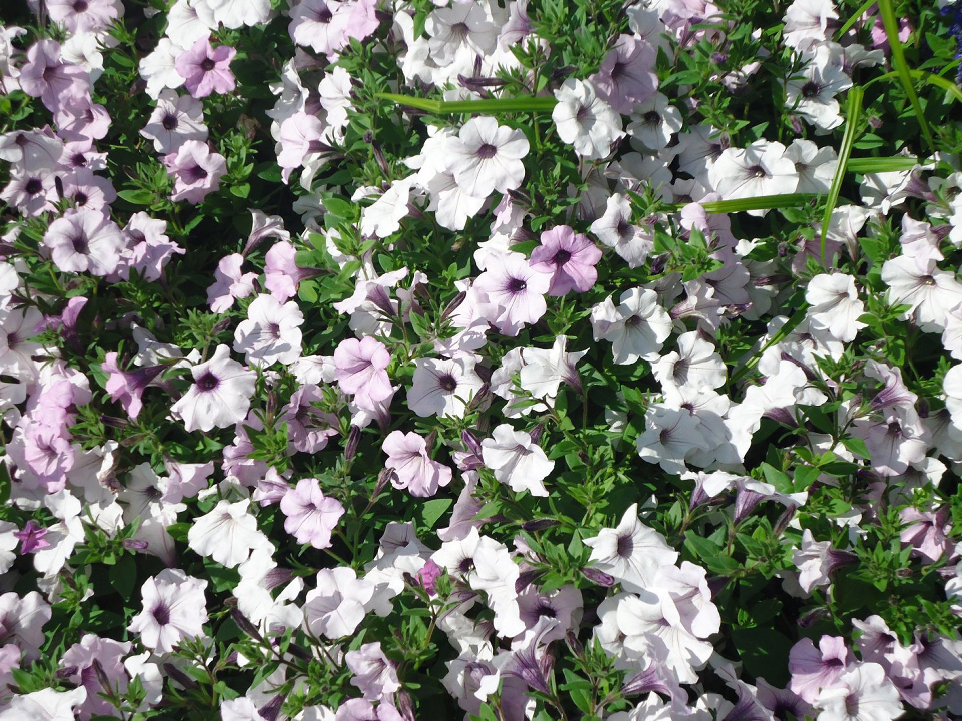 Violet Flower Free Stock Photo - Public Domain Pictures