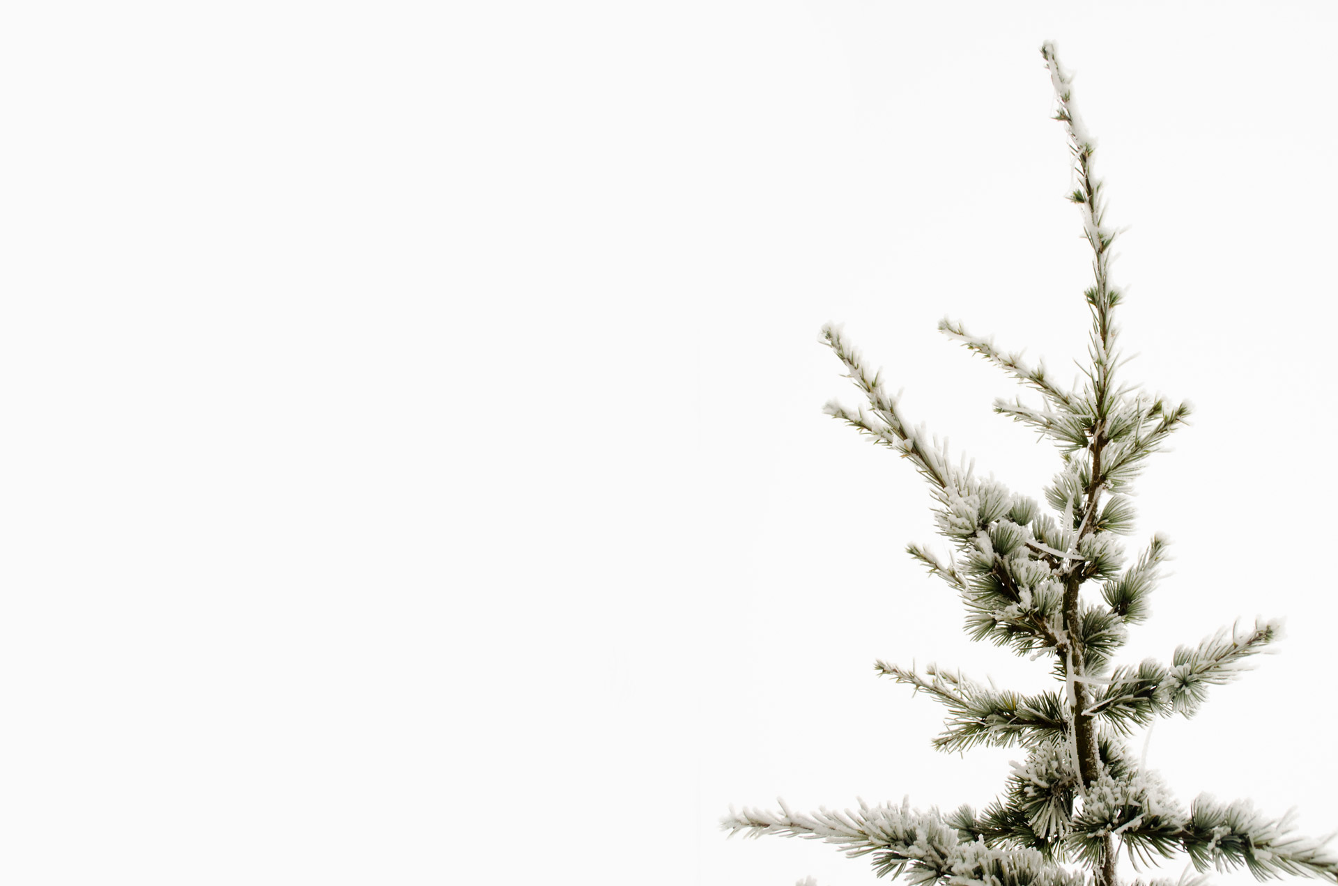 Winter Pine Free Stock Photo Public Domain Pictures