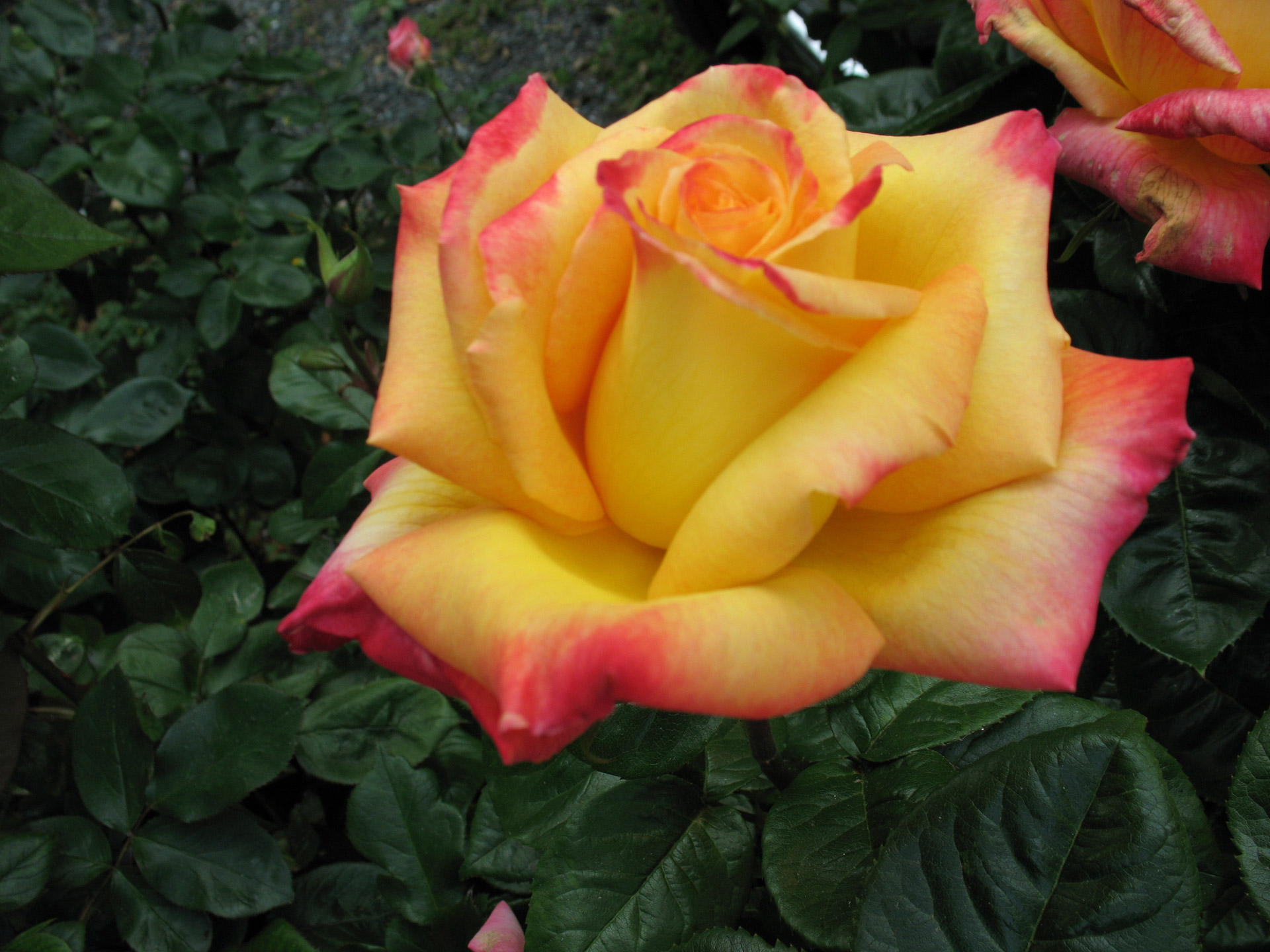 Yellow Blend Rose Free Stock Photo - Public Domain Pictures