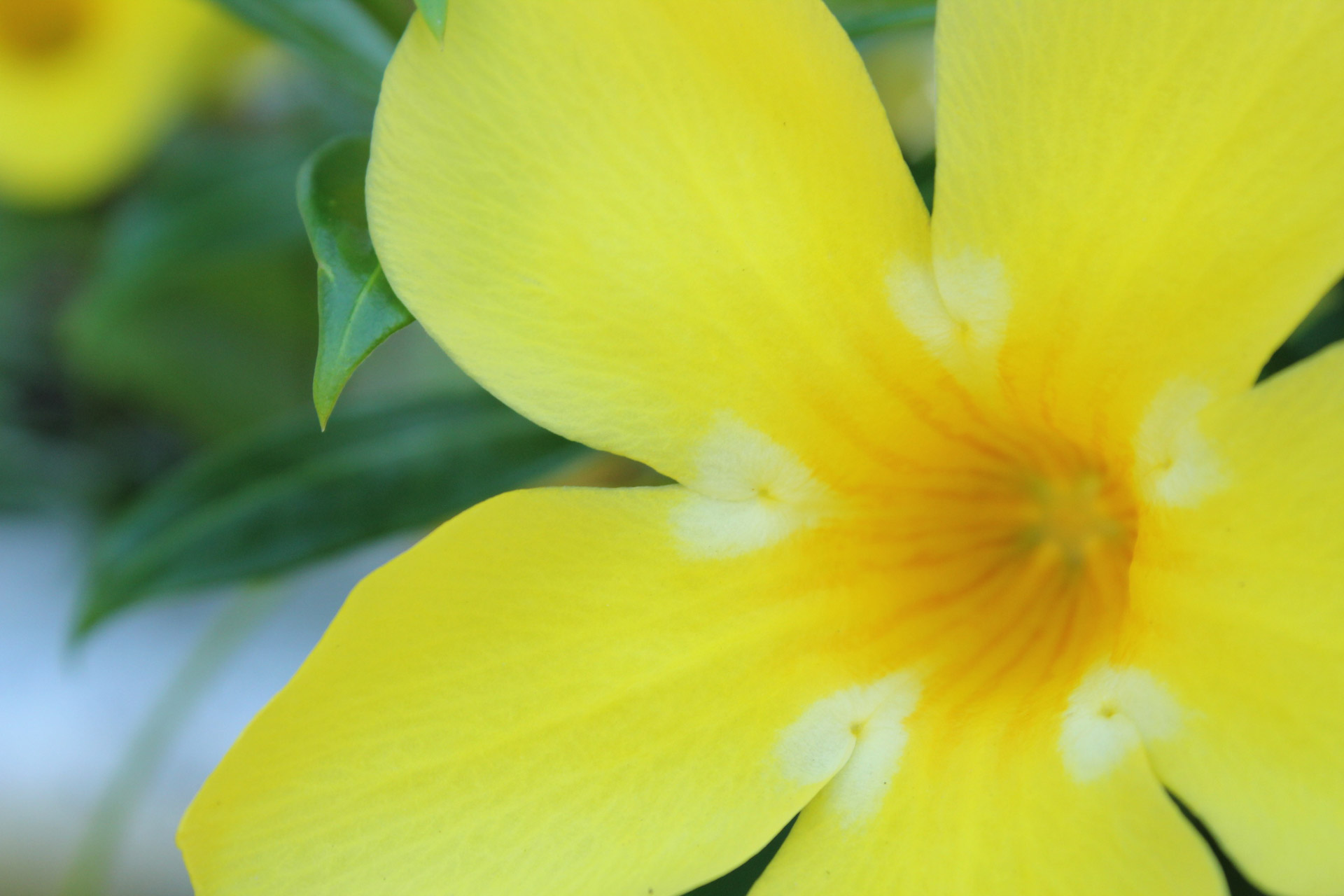 Yellow Flower Background Free Stock Photo - Public Domain Pictures