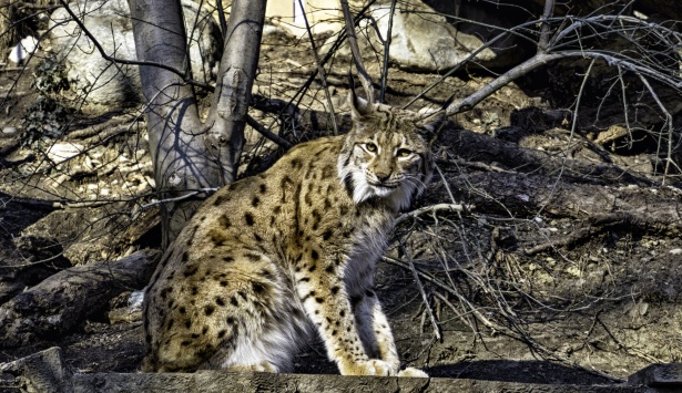 Dangerous Wild Lynx Free Stock Photo - Public Domain Pictures
