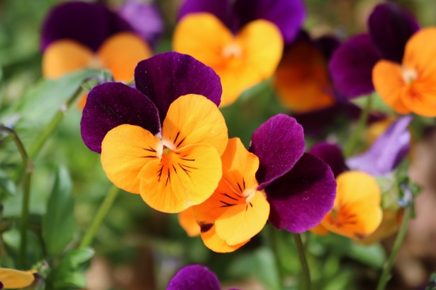 Pensées orange et violettes en gros plan Photo stock libre - Public Domain  Pictures
