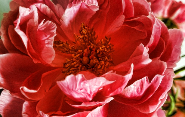 牡丹の花 無料画像 Public Domain Pictures