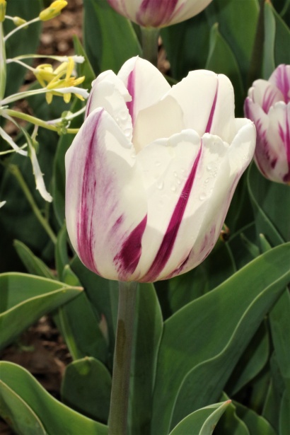 Gros plan, tulipe blanche et violette Photo stock libre - Public Domain  Pictures