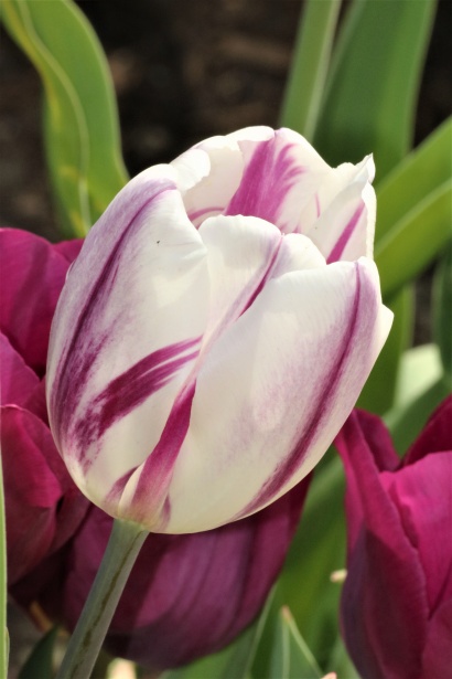 白と紫のチューリップのクローズアップ 無料画像 Public Domain Pictures