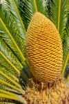 Sago Palm Flori