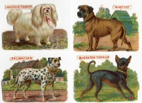4 belos cães vitoriana sucatas