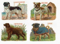 4 gyönyörű kutya viktoriánus maradék