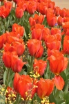 Uma fileira de tulipas laranja brilhante