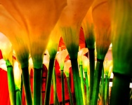 Abstract Cali Lily Flowers