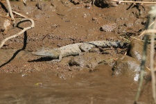 Młodzieńczy krokodyl
