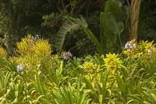 Plantas de agapanthus floração