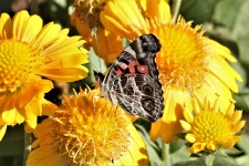 Senhora americana borboleta close-up 4