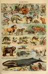 Zwierzęta Wildlife Vintage