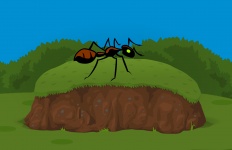 Hormiga en el jardin
