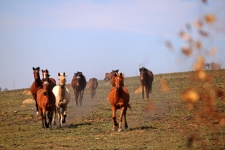 Approaching Herd Of Horses