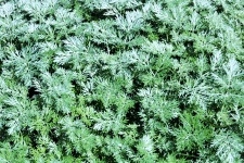 Artemisia Pflanzenhintergrund