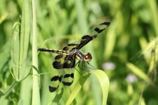Banded Pennant Dragonfly Close-up