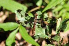 Banded Pennant Dragonfly on Leaf