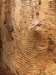 A kéreg bogár fa kár
