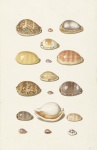 Krásné mušle Sea Shell
